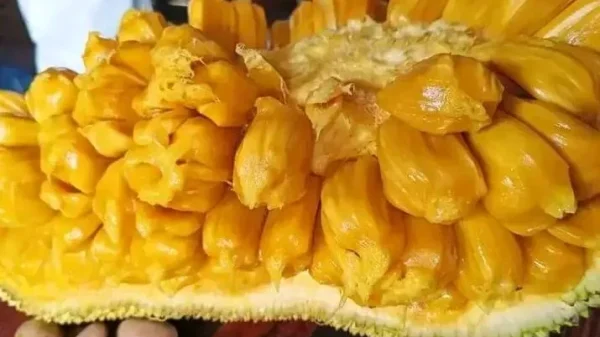 Exotic fruits of Malaysia