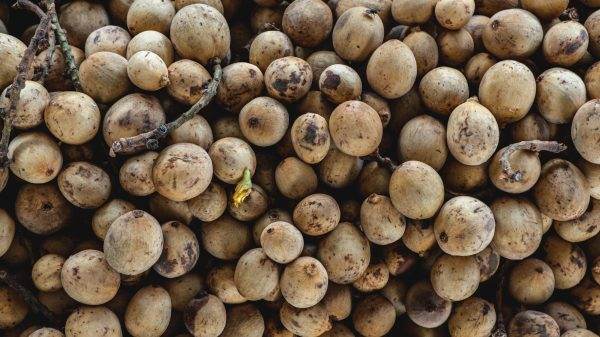 Exotic fruits of Malaysia