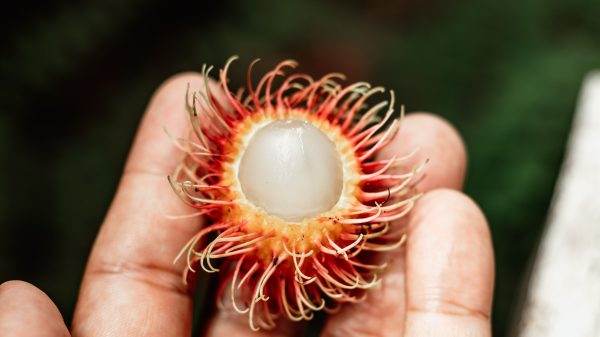 Rambutans